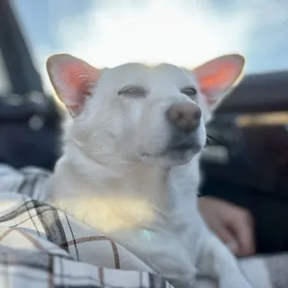 Pei-Chi L.
