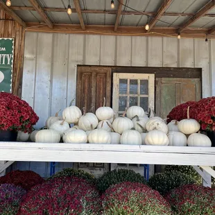 fall decor mums amd white pumpkins
