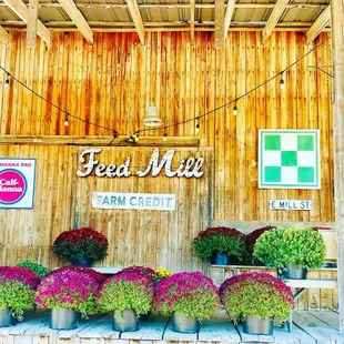 Largest mums in tennessee