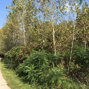 Fall colors coming in!!