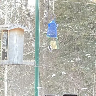 Ammo's Evergreen Tavern