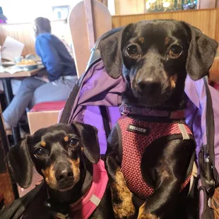 Dog friendly approved!