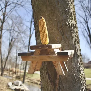 Cute little corn cob for the squirrels and other rodents