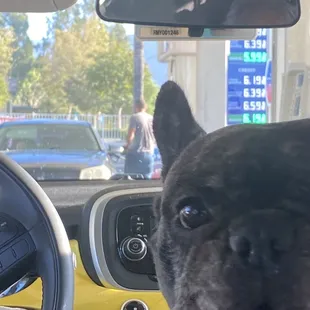 a dog sitting in the driver&apos;s seat of a car