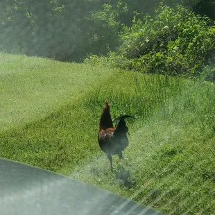 Finished watching the movie with my girls and was reminded that I am a country bumpkin..lol