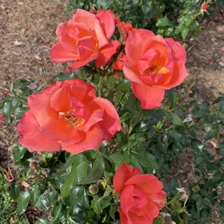 Carol C.