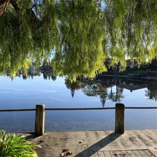 From the tree's perspective.