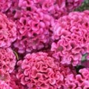 courtesy of amysorganicgarden.com