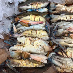 Fresh big softshells