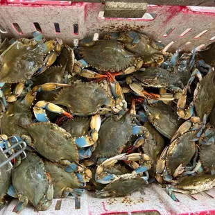 Big blue crabs