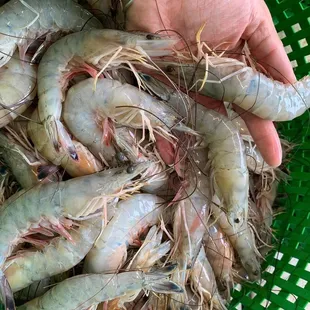 Fresh jumbo shrimp