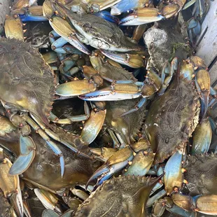 Fat heavy blue crabs