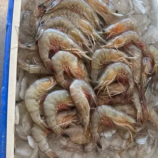 Fresh jumbo shrimp