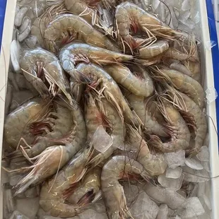 Fresh shrimp