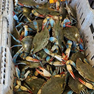 a basket full of crabs