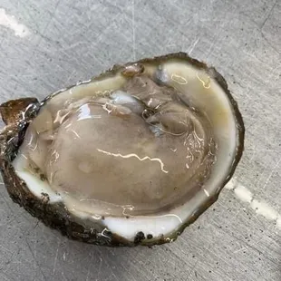 Fresh oysters