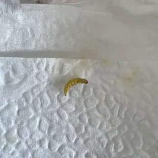 maggot found