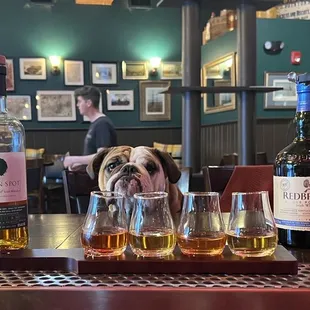 a dog sitting at a bar with several bottles of alcohol