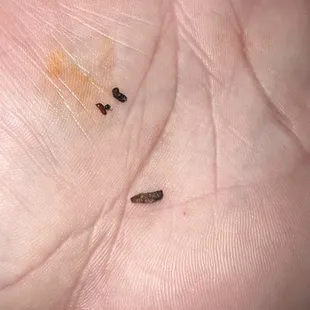 Maggot for sure
