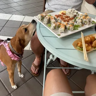 a dog sniffing a plate of sushi