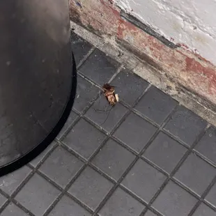 Dead roach in the bathroom