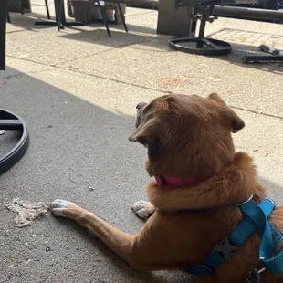 Hanging out in the dog friendly patio waiting for breakfast.