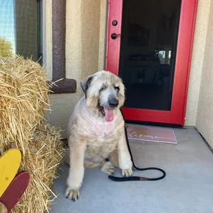Bradley the Bouvier des Flandres