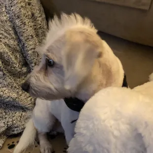 My mother loves his Mohawk, and asks for it every time