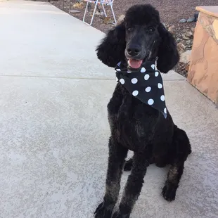 I love that my dog gets a cute bandanna each time he's groomed.