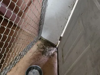 Animal Watchers & More