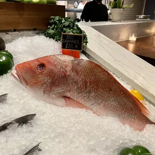 Snapper