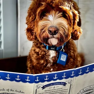 Dog friendly outside!