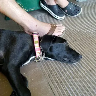 My puppy Maya enjoying the trolley ride.