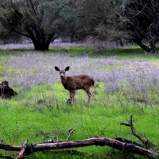 One of the many deer in the park.