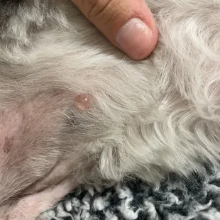 the blister i referred to.