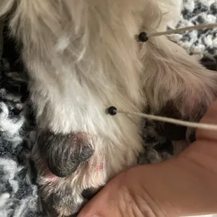 all paw pads are like this
