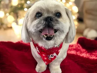 Park & Bark Mobile Pet Grooming