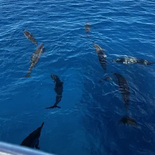 Dolphins
