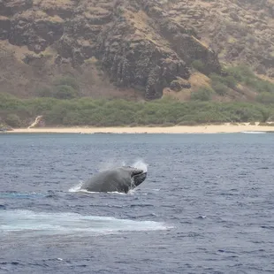 The very first whales of the year!