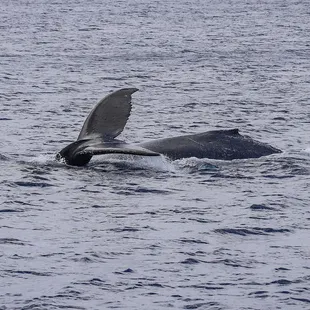 Humpback whales