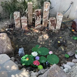 a small pond with water lilies