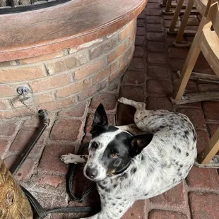 Lil Bit enjoying the breeze on the patio