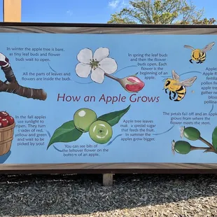 How an apple grows