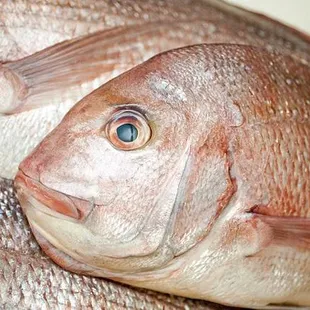Tai Snapper (Sea Bream)