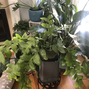 Adding photos of getting my two new plants home - they will fit into the family perfectly.