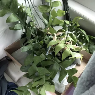 Anderson's plant run