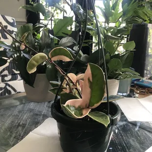 Thank you Anderson's!