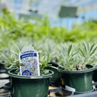 several potted plants in a greenhouse