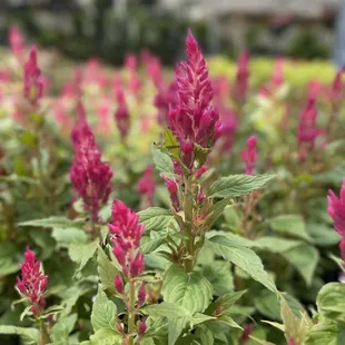 pink flowers in a greenhouse