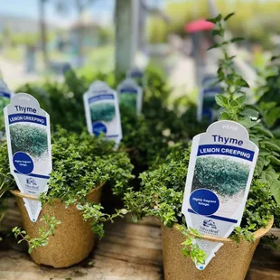 several potted plants